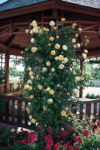 Rose Wins Top Award Image